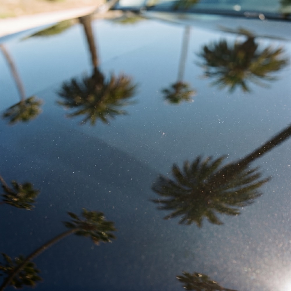 California fan palms mirrored in a freshly polished glossy hood